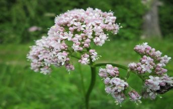 Valeriana ritirata dalle farmacie, errore nel confezionamento:al suo posto la Griffonia
