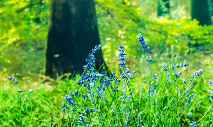donald trump twitter lavanda