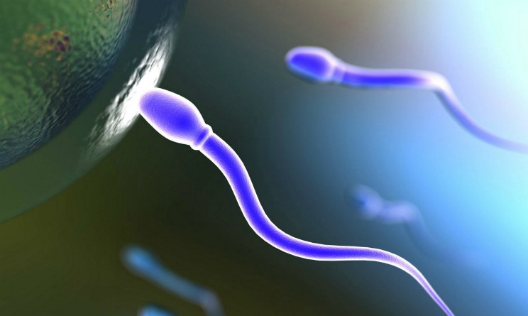 Infertilita maschile, numero di spermatozoi dimezzano nell uomo occidentale