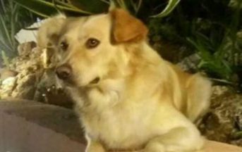 Calabria, cane seviziato e impiccato: insorgono gli animalisti, ma nessuna traccia dei colpevoli