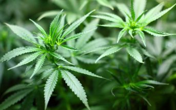 Coltiva 1000 piante di Cannabis nel giardino della villetta: scoperto con il drone dei Carabinieri