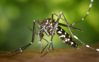 Chikungunya ultime news: 11 nuovi casi accertati nel Lazio, 4 a Roma