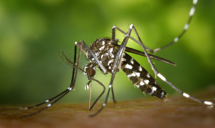 Chikungunya: Oms, non esclusi nuovi casi