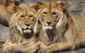 Argentina, animali drogati per selfie con visitatori: orrore allo zoo (FOTO)
