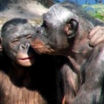 Scimpanze Geneticamente Modificati