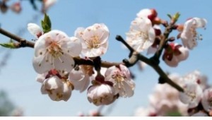 Cherry Plum, Susino Asiatico: è legato al principio dell'apertura e della rilassatezza
