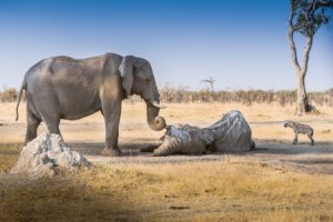 Elefantessa protegge l'amico morto.