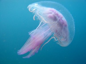robot killer medusa corea