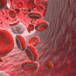 Le cellule dei vasi sanguigni possono rigenerare organi