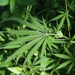 pianta marijuana