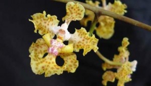 Lophiaris silverarum nuova specie orchidea