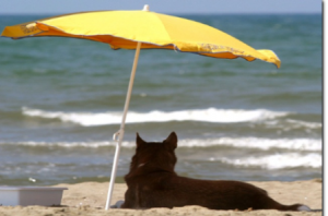 Diritti Animali Spiagge Libere Per Cani Aidaa Lancia