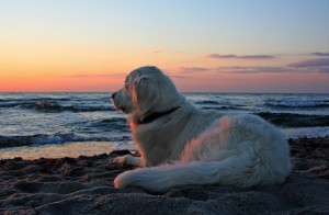 Spiagge Per Cani In Italia Ecco 10 Località Italiane Dog