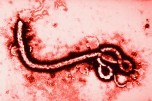Ebola in Italia un'epidemia è impossibile