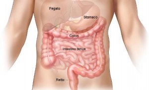 sistema digerente