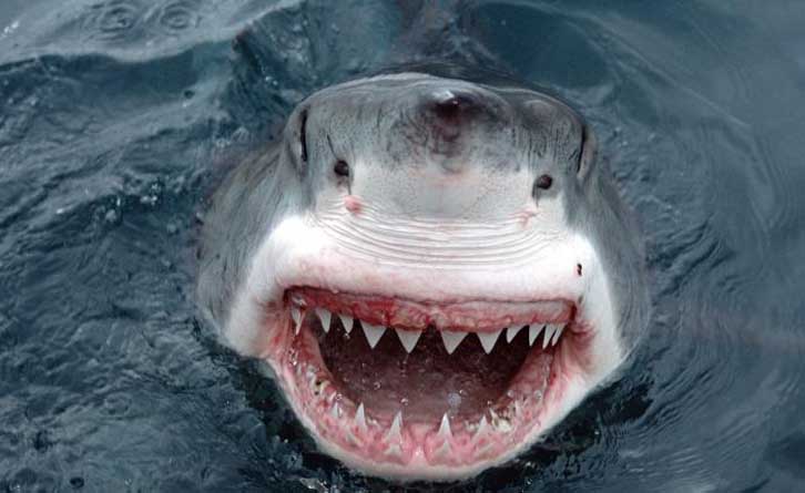 Norman Atlantic vittime squali uccise