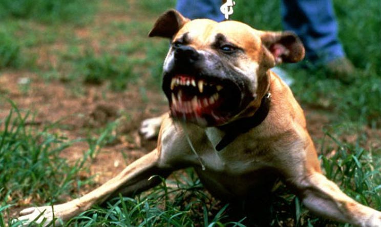 Ragusa pitbull morde bambina 18 mesi Scicli