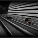 ricerca sulla solitudine e la longevità