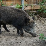 uomo muore aggredito da cinghiale