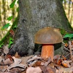 Sagre funghi porcini 2015: 3 itinerari squisiti, da Castelfranco di Sotto a Viggianello
