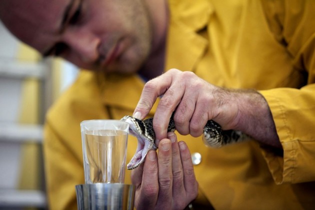 estrattori veleno serpente