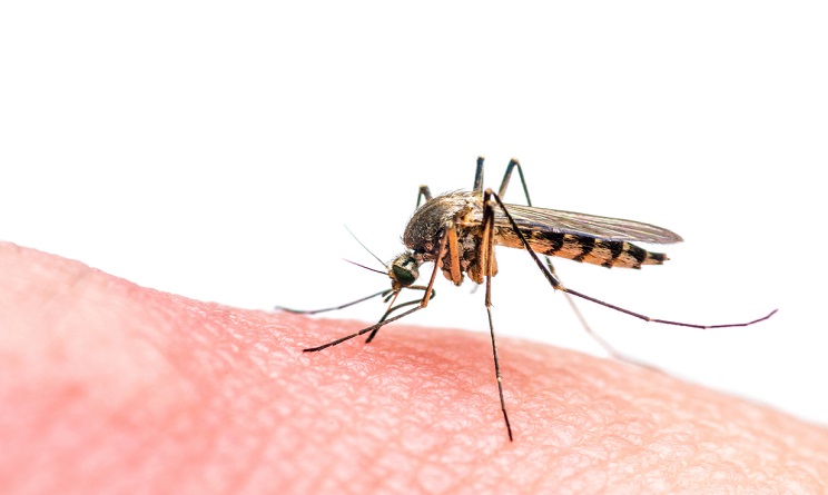 Zika virus emilia romagna