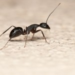 formiche in casa, formiche in casa cause, formiche in casa rimedi, formiche in casa rimedi naturali, formiche in cucina, formiche a casa, formiche a casa cosa fare, come eliminare le formiche da casa, come allontanare le formiche da casa, come combattere le formiche in casa,
