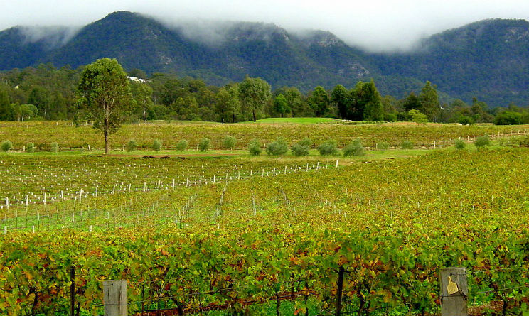 In Australia uno dei vigneti più belli del mondo