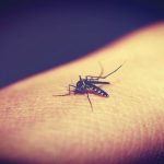 MALARIA CONTAGIO NEWS