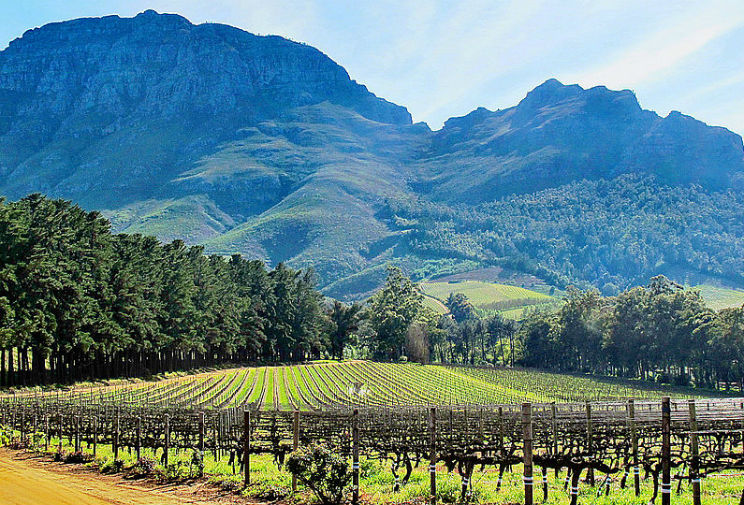Vigneti più belli al mondo, uno in Sudafrica