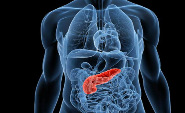 Tumore al Pancreas, scoperto meccanismo che regola l aggressivita del cancro