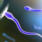 Infertilita maschile, numero di spermatozoi dimezzano nell uomo occidentale