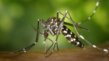 chikungunya ultime news