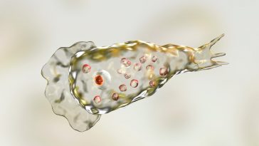 Naegleria Fowleri