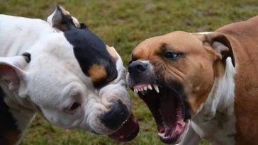 milano pitbull cocaina