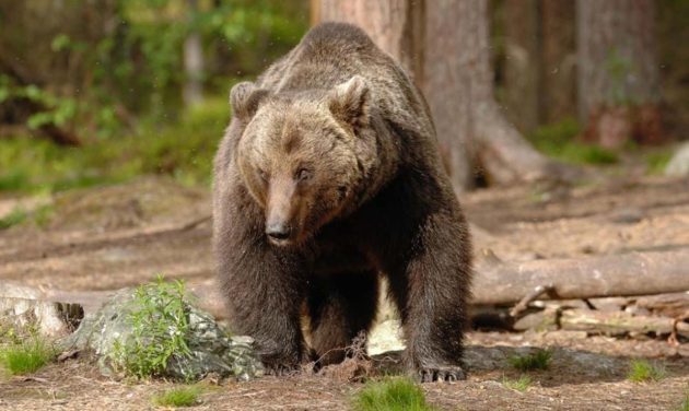 Trentino orso