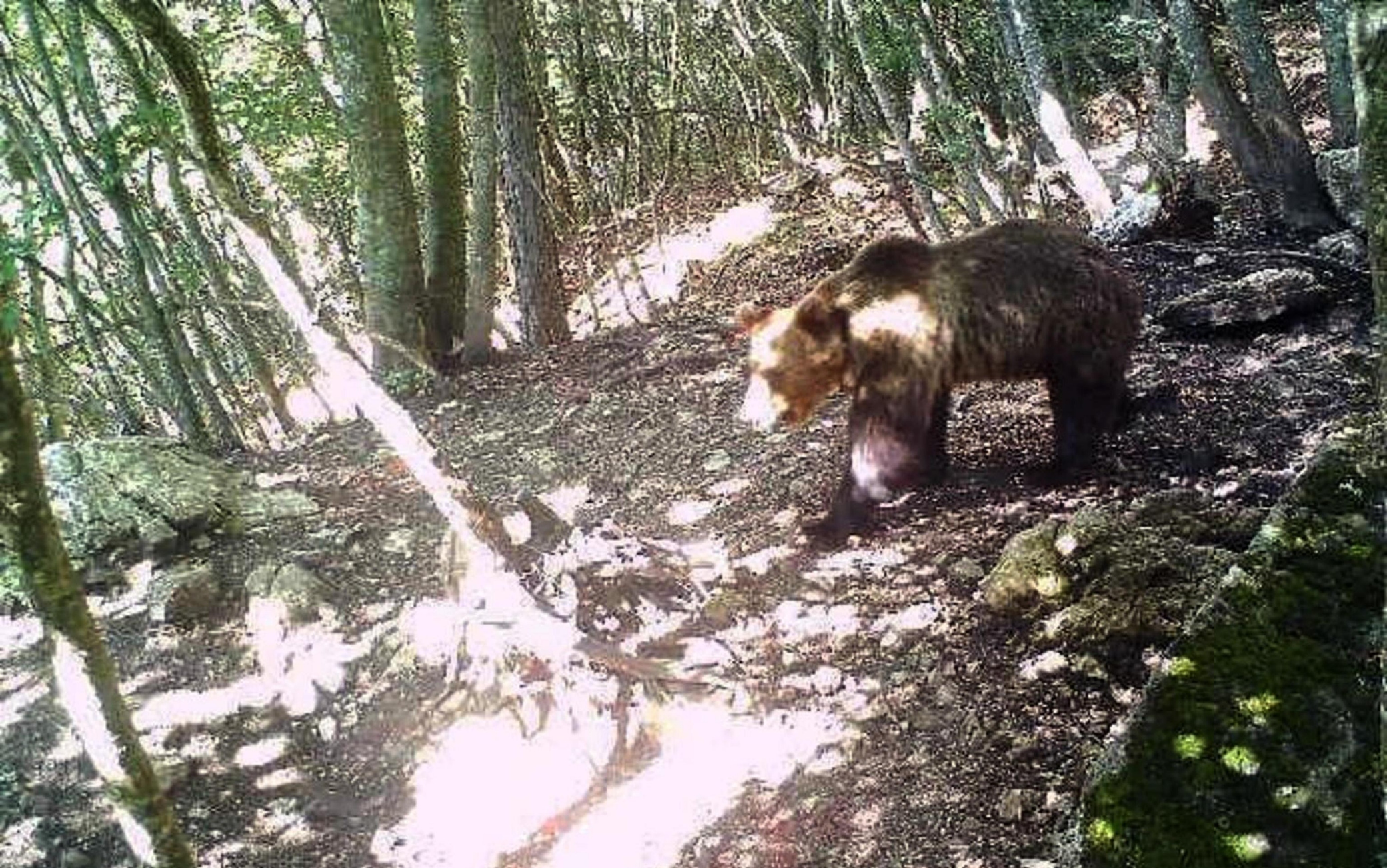 trentino orso catturato m49