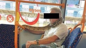 serpente autobus
