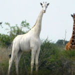 giraffa bianca kenya