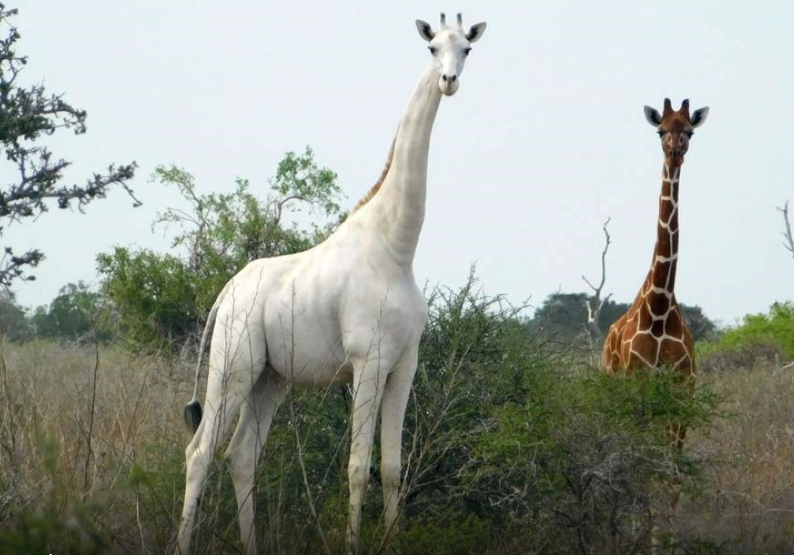 giraffa bianca kenya