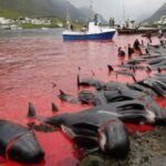 Isole Faroe mattanza