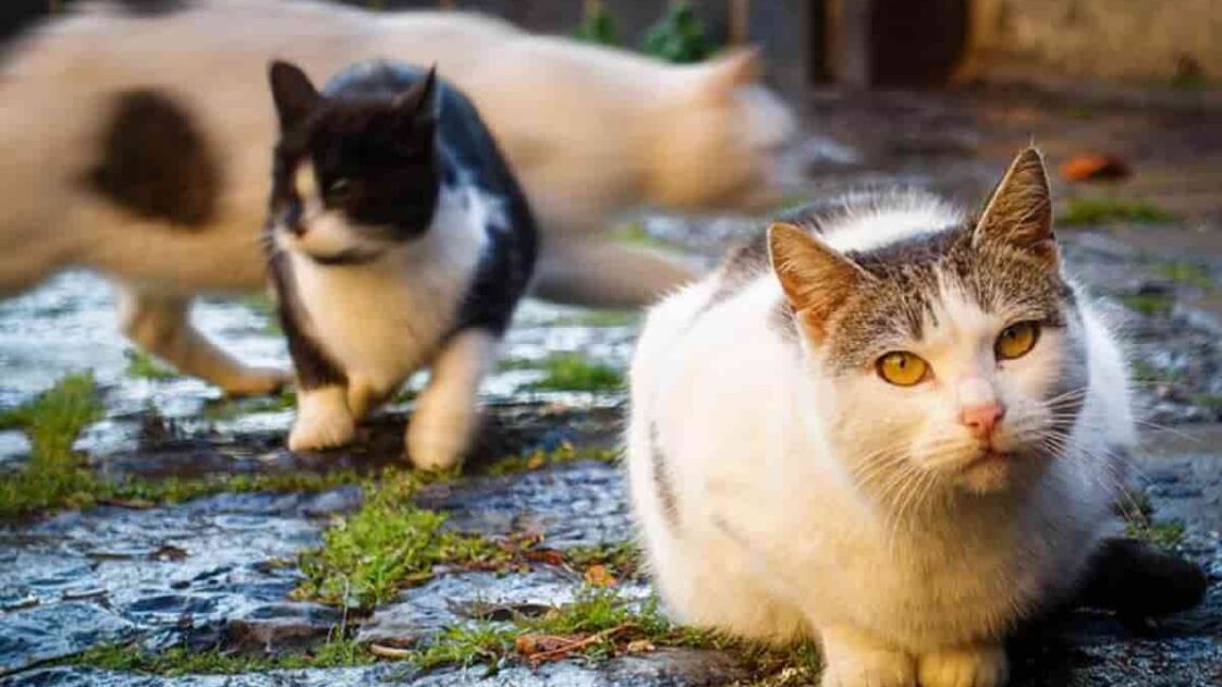 Dove Vanno I Gatti Quando Spariscono