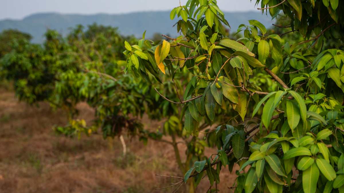 Malattie delle piante e cambiamenti climatici: quando le piantagioni diventano un campo di battaglia e la soluzione made in Italy PLANTVOICE!