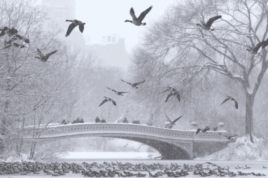 New York sotto la neve: immagini e video spettacolari della tempesta che ha imbiancato la città