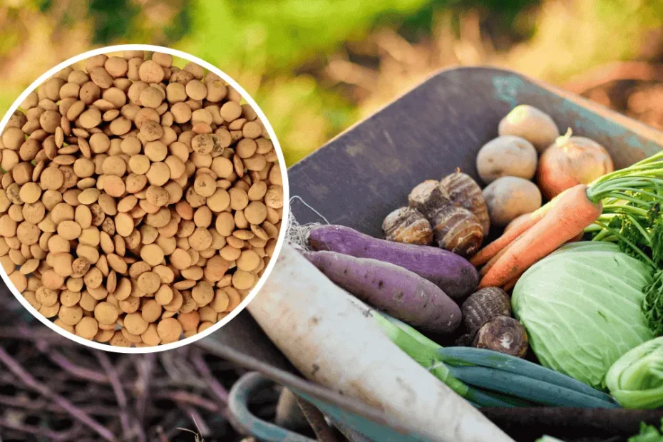 lenticchie e verdure