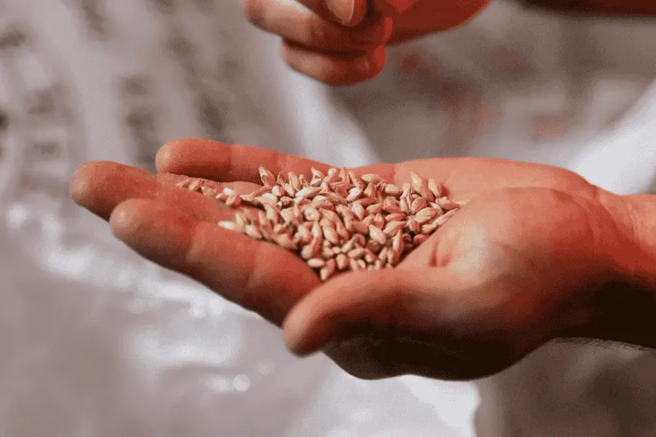 Semi di lino, non solo benefici: le controindicazioni che pochi conoscono
