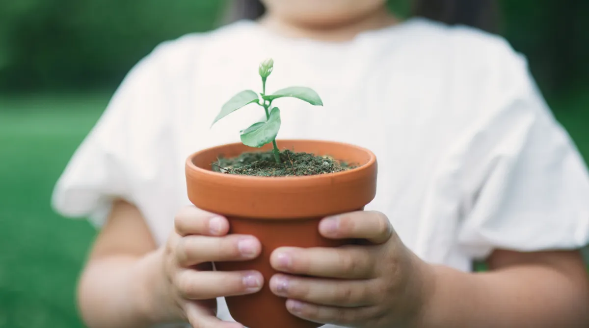 Basta piante in vaso: l’UE prepara il divieto dei vasi di plastica e cambia la vendita di fiori entro il 2030