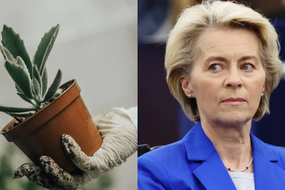 Basta piante in vaso: l’UE prepara il divieto dei vasi di plastica e cambia la vendita di fiori entro il 2030