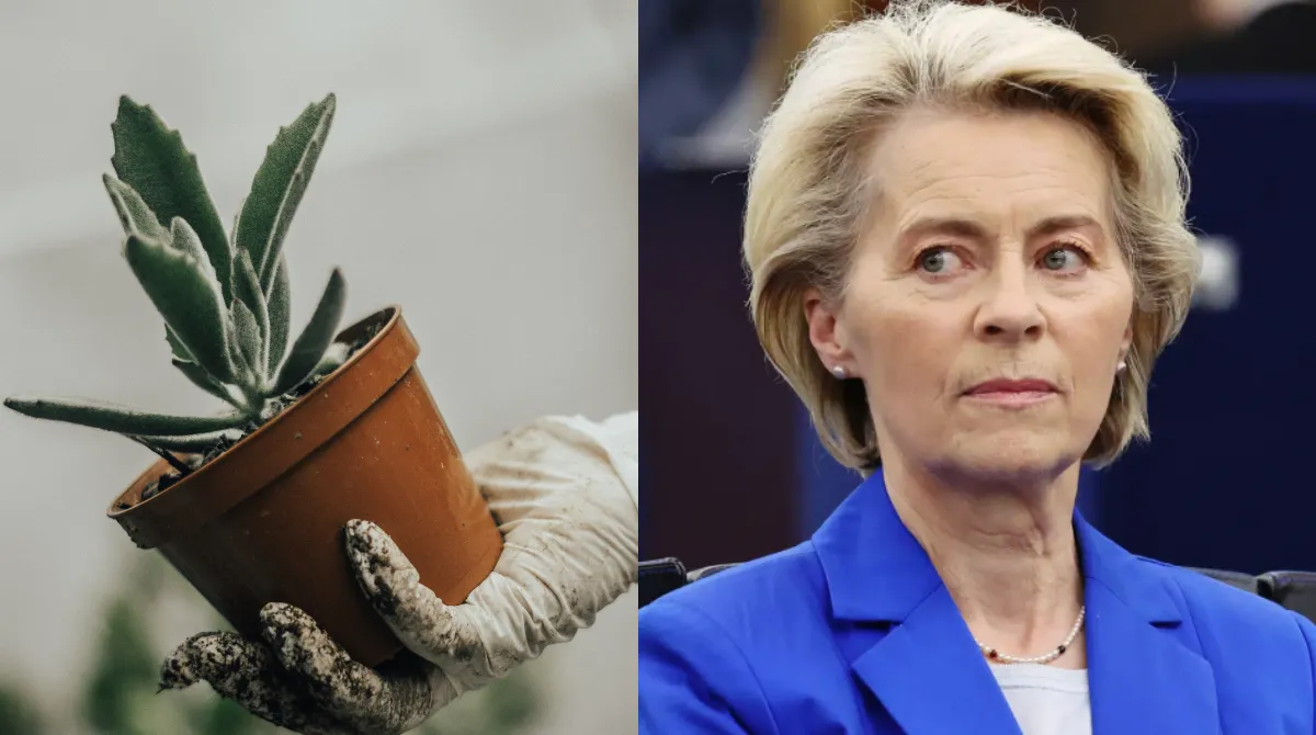 Basta piante in vaso: l’UE prepara il divieto dei vasi di plastica e cambia la vendita di fiori entro il 2030