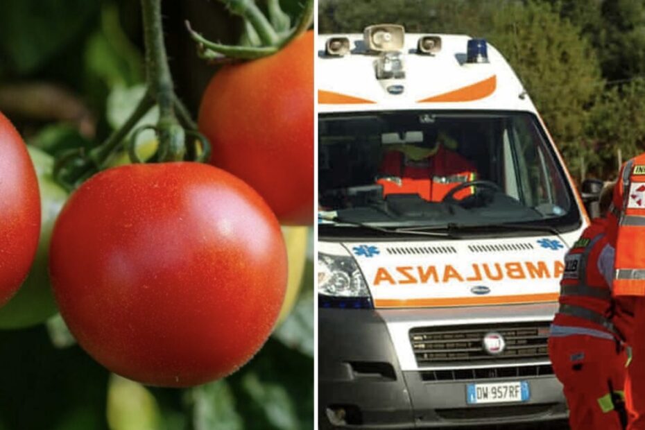 Stagno Lombardo, un bracciante di 19 anni muore per un malore durante la raccolta dei pomodori